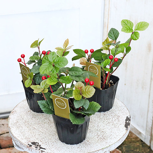 草花苗 ヤブコウジ 十両 観葉植物 3号(9cm)ポット 赤い実 飾り 縁起物 常緑低木 多年草 日陰 丈夫 耐寒性 4枚目の画像