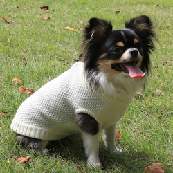 犬服　あったかニットセーター‼　カノコ柄クルーネックセーター 1枚目の画像