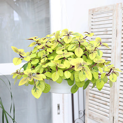 観葉植物 斑入り スウェーデンアイビー 吊り鉢 5号(15cm) つる性 多年草 ボリューム 明るい 這性 室内 7枚目の画像