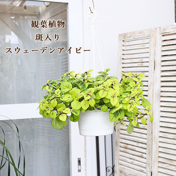 観葉植物 斑入り スウェーデンアイビー 吊り鉢 5号(15cm) つる性 多年草 ボリューム 明るい 這性 室内 1枚目の画像