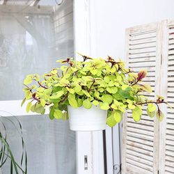 観葉植物 斑入り スウェーデンアイビー 吊り鉢 5号(15cm) つる性 多年草 ボリューム 明るい 這性 室内 5枚目の画像