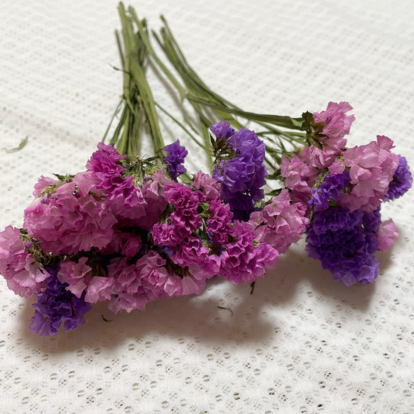 スターチスドライフラワー ドライフラワー cocoto 通販 15089432