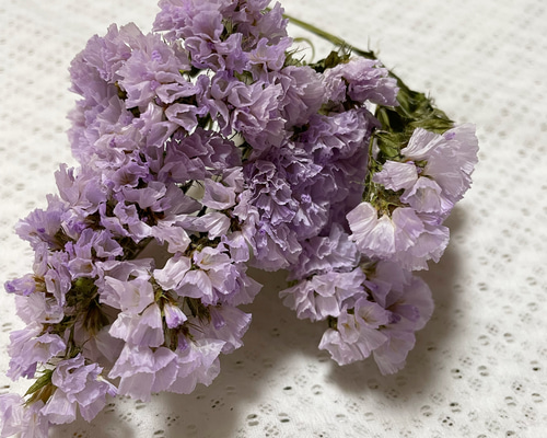 HBスターチス紫のドライフラワー ドライフラワー cocoto 通販 15089538