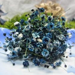 花材 ドライフラワーかすみ草　コバルトブルー 2枚目の画像