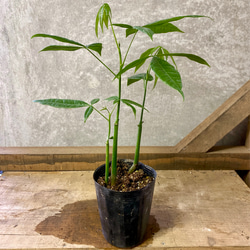 観葉植物　パキラ 1枚目の画像