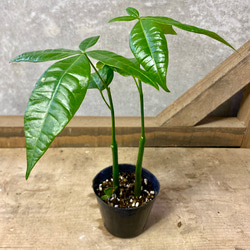 観葉植物 パキラ アートフラワー plant life 通販 15090444｜Creema