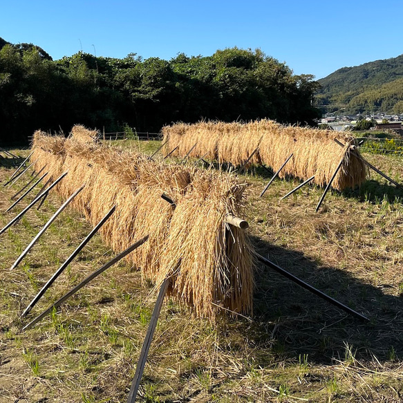 しめ縄飾り（完成品）送料込 3枚目の画像