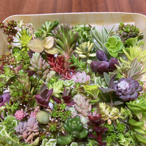 このまま飾れる】多肉植物セダム ミニ寄せ植えセット【育成説明 このまま飾れる】多肉植物セダム ミニ寄せ植えセット【育成説明
