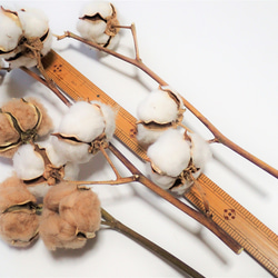 枝付き「 綿花 」枝3本 ドライフラワー  ツリー  リース ハンドメイドの素材 花材にコットンフラワー 5枚目の画像
