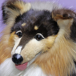 世界でたった一体の シェルティー(リアルファーのぬいぐるみ) 犬 ぬいぐるみ　テディベア 9枚目の画像
