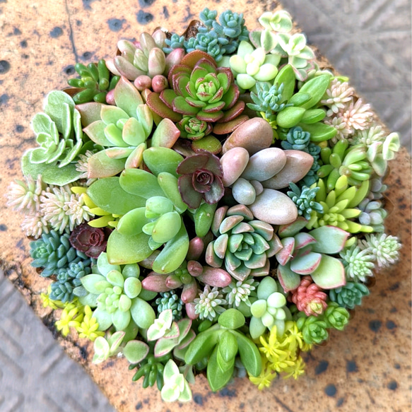 多肉 寄せ植え ⑥ 【 オーダー】 多肉植物 mapi 通販 15095195