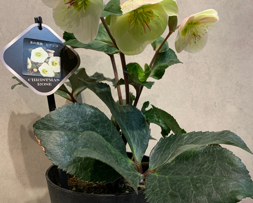 希少❗️クリスマスローズ❤️氷の薔薇 ビアンコ 5号鉢 多肉植物