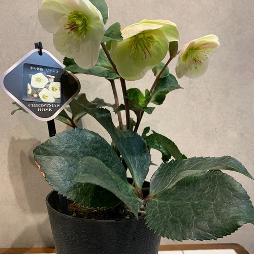 クリスマスローズ花蕾付き⭐️氷の薔薇５鉢セット 希少❗️クリスマスローズ❤️氷の薔薇 ビアンコ 5号鉢 多肉植物