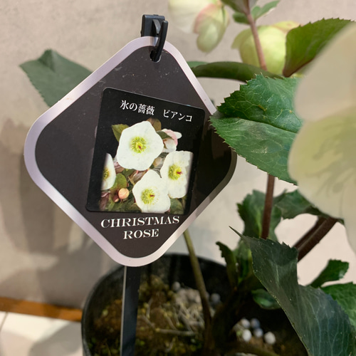 希少❗️クリスマスローズ❤️氷の薔薇 ビアンコ 5号鉢 多肉植物