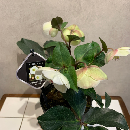 希少❗️クリスマスローズ❤️氷の薔薇 ビアンコ 5号鉢 多肉植物