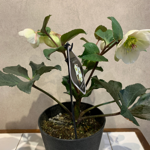 ⭐️氷の薔薇５品種⭐️５鉢セット⭐️ 希少❗️クリスマスローズ❤️氷の薔薇 ビアンコ 5号鉢 多肉植物