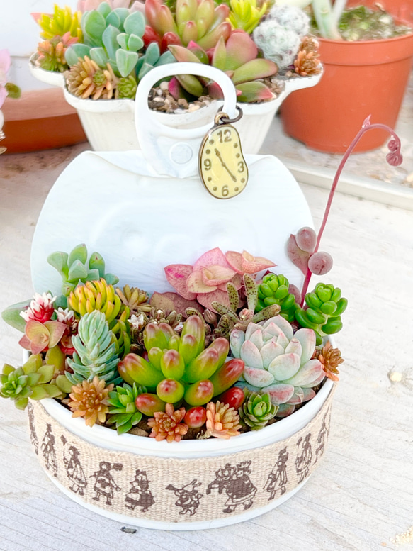 リメ缶寄せ植え♡アリスの時計＊多肉植物＊リメ缶ごと 多肉植物 ＊N