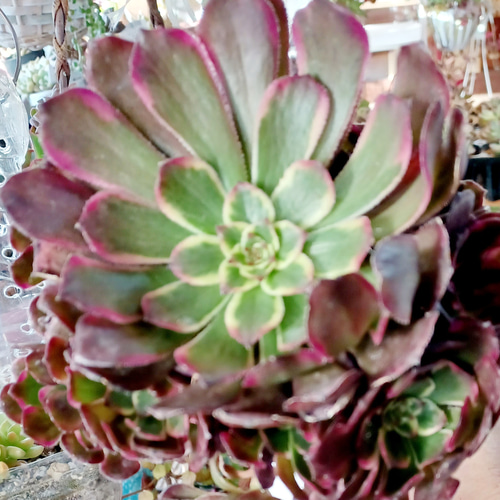 アエオニウムブラック金剛 希少苗 超美苗 多頭 カット苗♡速達発送