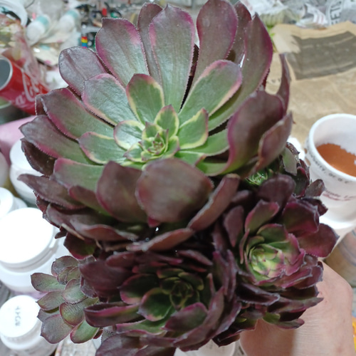 アエオニウムブラック金剛 希少苗 超美苗 多頭 カット苗♡速達発送