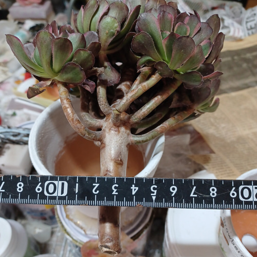 アエオニウムブラック金剛 希少苗 超美苗 多頭 カット苗♡速達発送