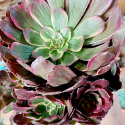 アエオニウムブラック金剛 希少苗 超美苗 多頭 カット苗♡速達発送