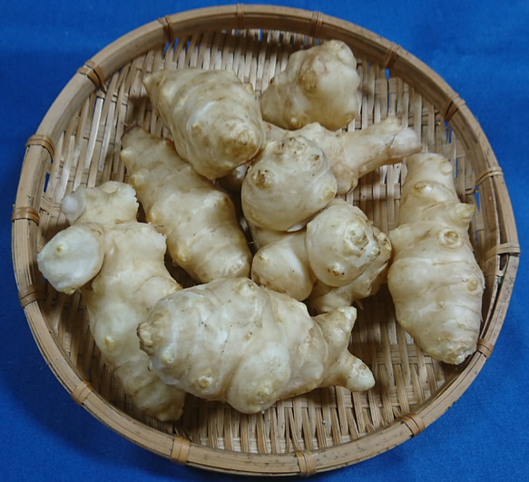 洗浄した生菊芋 1.5Kg 4枚目の画像