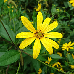 洗浄した生菊芋 1.5Kg 3枚目の画像