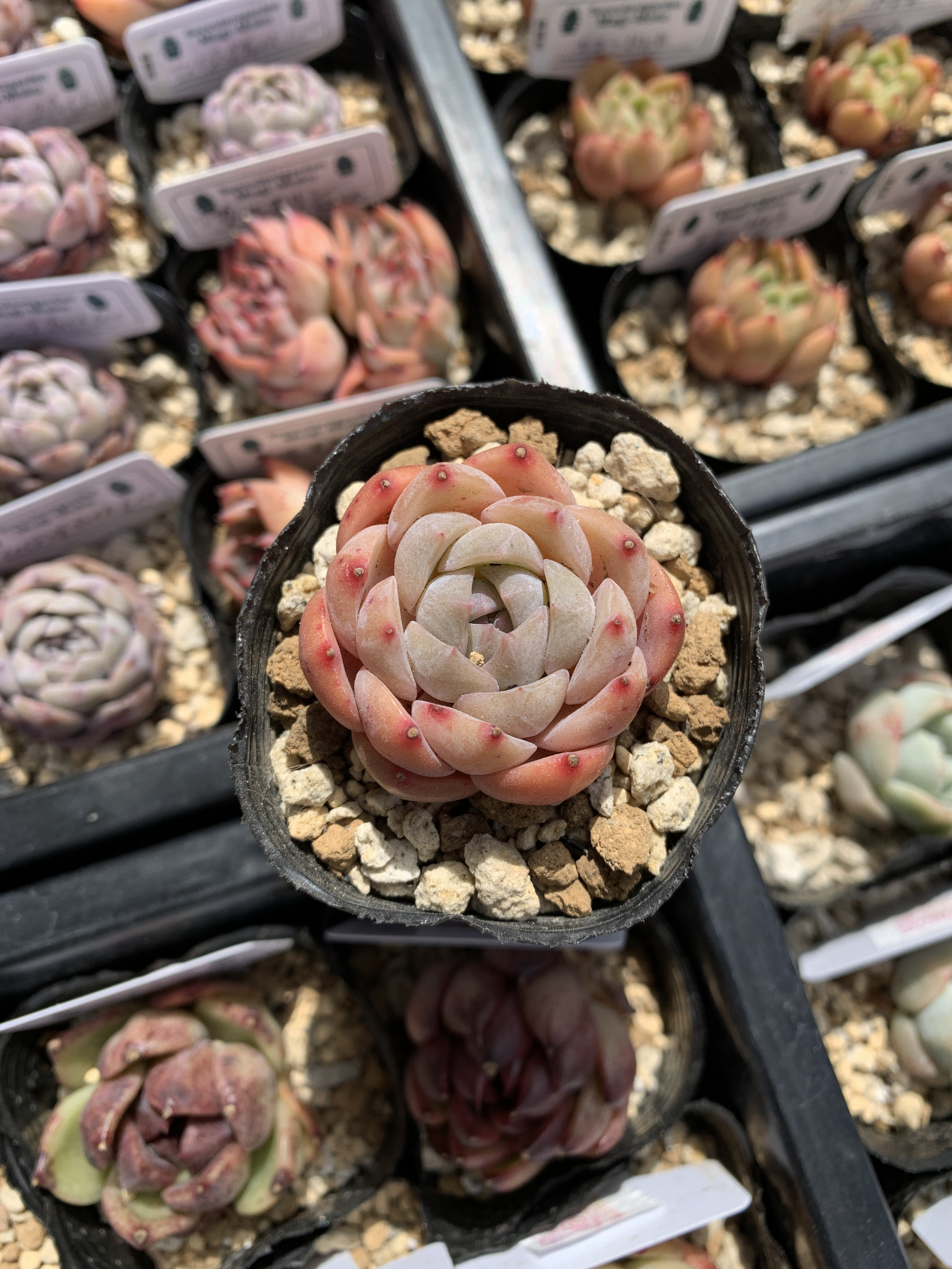 Top【選抜株】多肉植物　360543ピュアラブ　49個　鉢無し/脱土