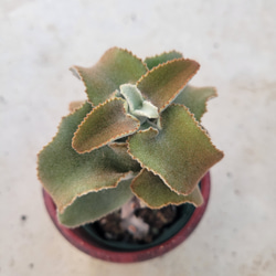 多肉植物❤アエオニウム❤アドニス サンデルシー❤抜き苗 その他