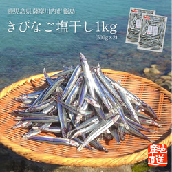 きびなご 塩干し 1kg（500g×２個）鹿児島県 キビナゴ 魚 海鮮 魚介類 大容量 魚干し 1枚目の画像