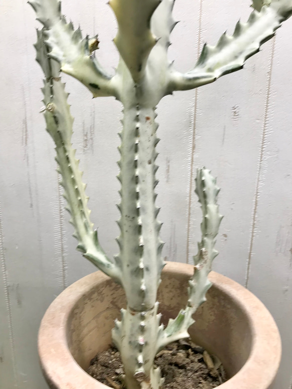 枝数・樹形抜群♡   Euphorbia lactea White Ghost /  ホワイトゴースト  21 9枚目の画像