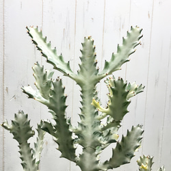 枝数・樹形抜群♡   Euphorbia lactea White Ghost /  ホワイトゴースト  21 5枚目の画像