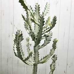 枝数・樹形抜群♡   Euphorbia lactea White Ghost /  ホワイトゴースト  21 7枚目の画像