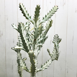 枝数・樹形抜群♡   Euphorbia lactea White Ghost /  ホワイトゴースト  21 8枚目の画像