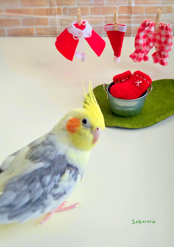 オカメインコ　クリスマスカード3枚セット⑤ 3枚目の画像