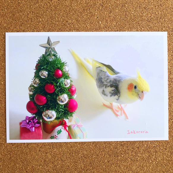 オカメインコ　クリスマスカード3枚セット⑤ 7枚目の画像