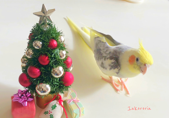 オカメインコ　クリスマスカード3枚セット⑤ 2枚目の画像