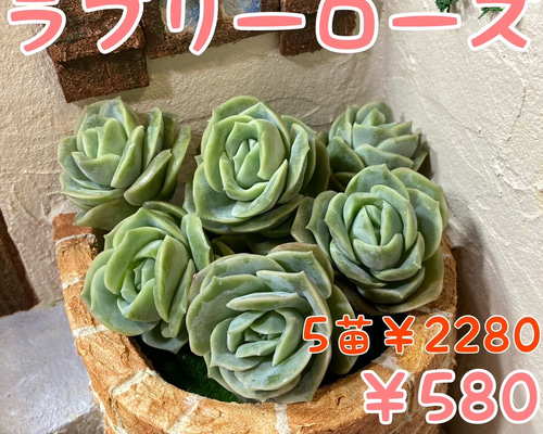 № 34☆ラブリーローズ☆大きめ立派！韓国苗 多肉植物 エケベリア 多肉