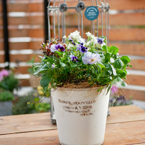 チューリップ　　エンザイムフローラプラス 心に寄り添う 寄せ植え レンブラント チューリップが春に咲く