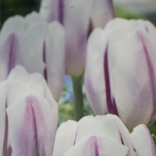 心に寄り添う 寄せ植え レンブラント チューリップが春に咲く