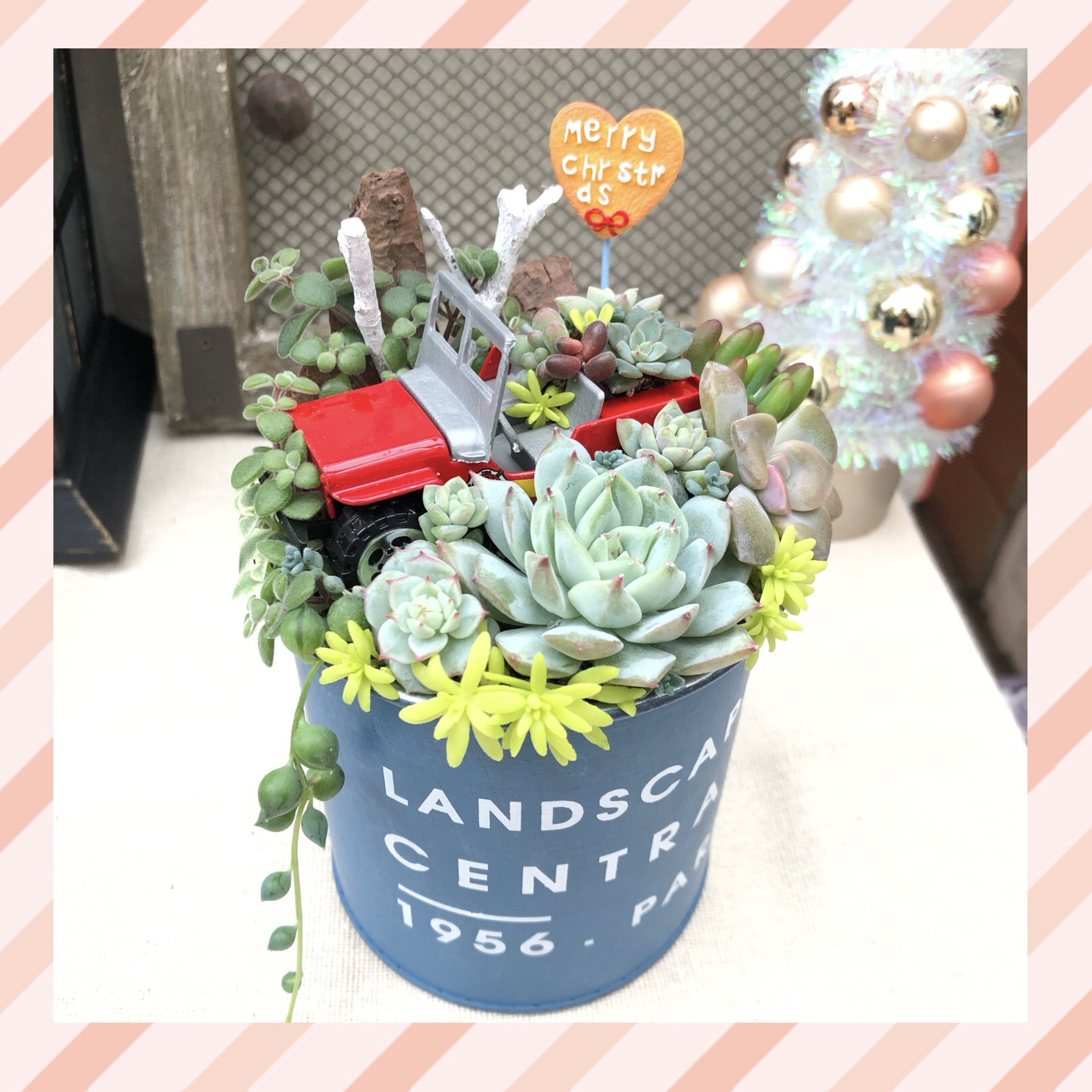 ❤️多肉植物❤️そのまま飾れる寄せ植え❤️スイカねこちゃん汽車❤️ ❤️多肉植物❤️そのまま飾れる寄せ植え❤️スイカねこちゃん