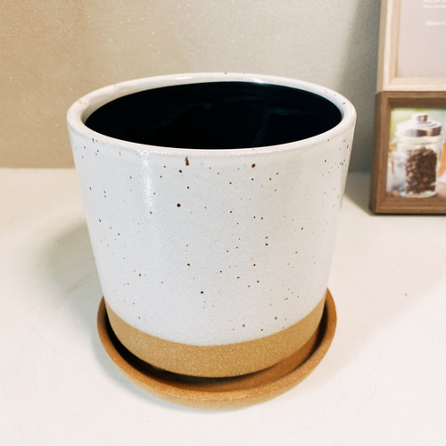 現品］【希少】 パンダガジュマル 接木 ホワイトベージュ陶器鉢
