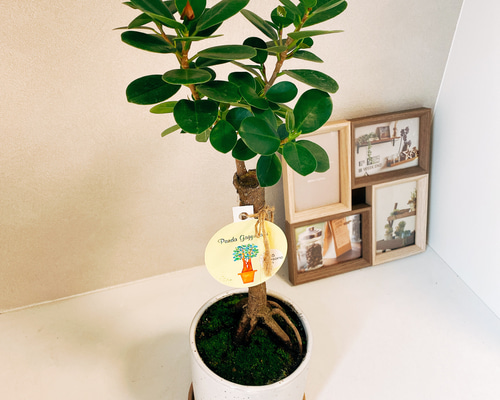 ［現品］【希少】4番　パンダガジュマル　観葉植物　レア　室内　接木　陶器鉢　ゴム 現品］【希少】4番 パンダガジュマル 観葉植物 レア 室内 接木