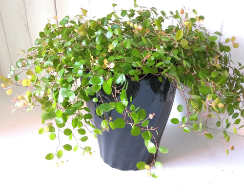 植物 いいサイズの帝冠入荷しました！ こちらは植え付け直後なので