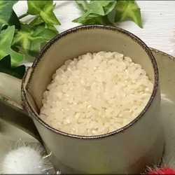 R4年産自然栽培丹波篠山コシヒカリ新白米5キロと黒豆(豆ご飯ができます)付き 1枚目の画像