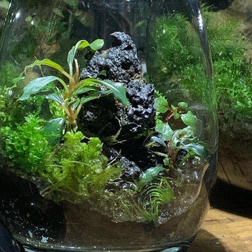 174 苔テラリウム 苔アート ブセファランドラ入り クダガン 完成