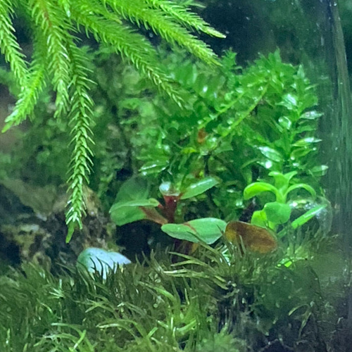 174 苔テラリウム 苔アート ブセファランドラ入り クダガン 完成品