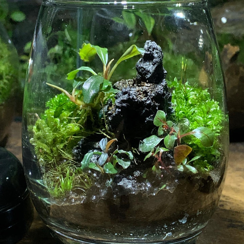 174 苔テラリウム 苔アート ブセファランドラ入り クダガン 完成品