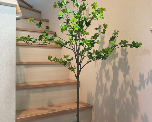 ドウダンツツジ,植物/観葉植物 68ea4076bcd42d7d139cb0ade40350