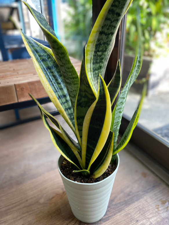 その他観葉植物 santou.310 santou.310さん その他観葉植物
